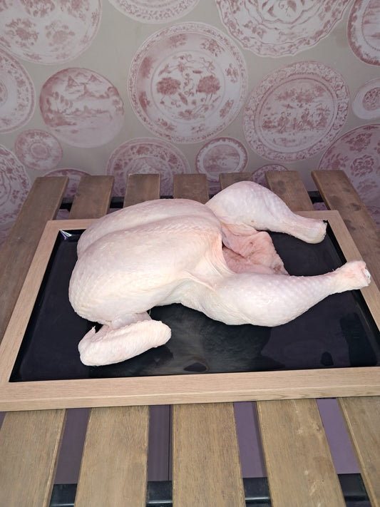Pollo