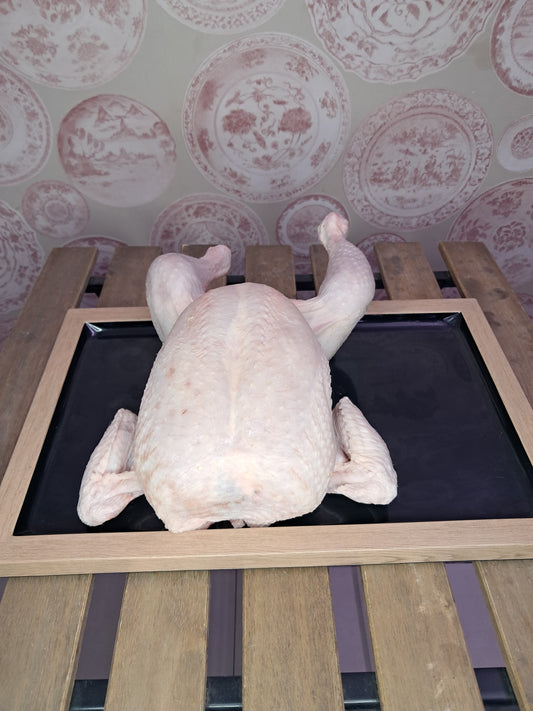 Pollo
